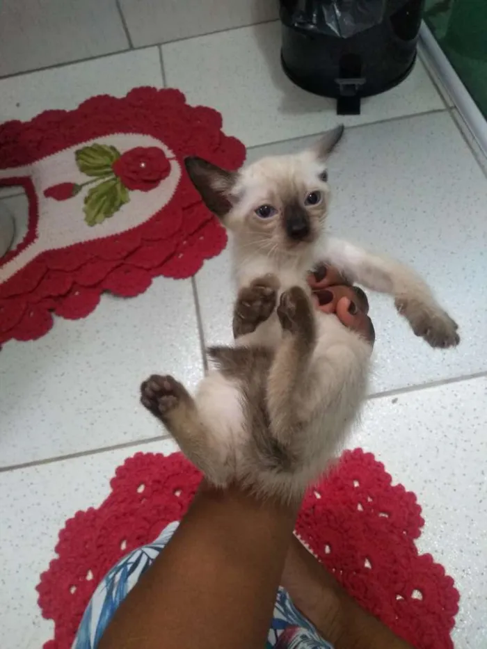 Gato raça Não especificado idade 2 a 6 meses nome Não tem