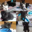 Zyn, Pérola, Pantera