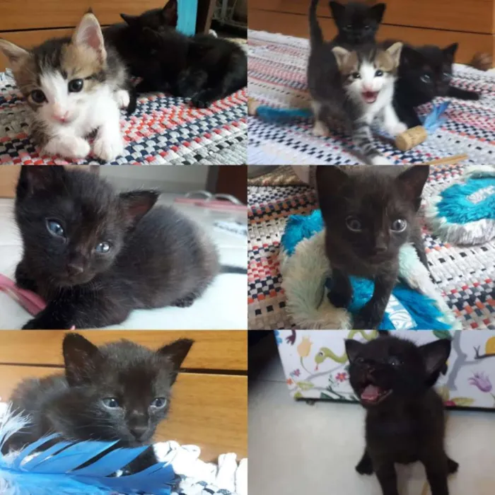 Gato ra a SRD idade Abaixo de 2 meses nome Zyn, Pérola, Pantera