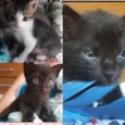 Zyn, Pérola, Pantera