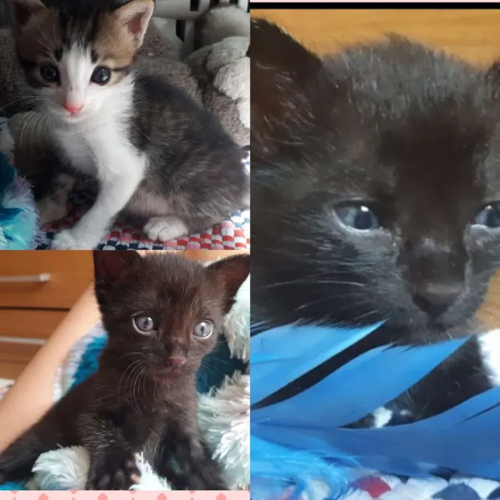 Gato ra a SRD idade Abaixo de 2 meses nome Zyn, Pérola, Pantera