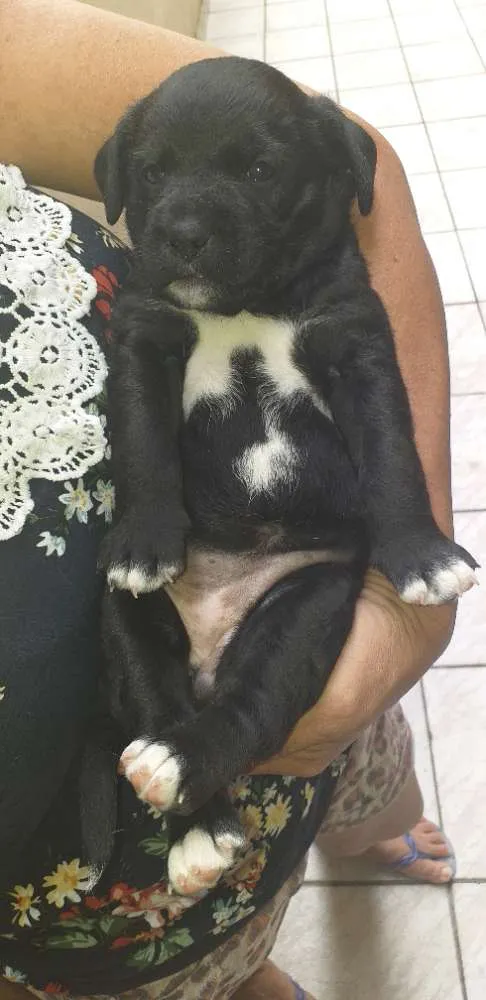 Cachorro ra a Puldo idade 2 a 6 meses nome Malu 