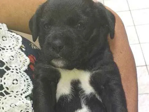 Cachorro ra a Puldo idade 2 a 6 meses nome Malu 