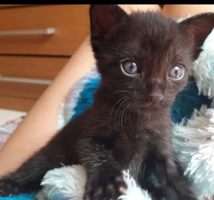 Gato ra a SRD idade Abaixo de 2 meses nome Zyn, Pérola, Pantera
