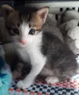 Zyn, Pérola, Pantera