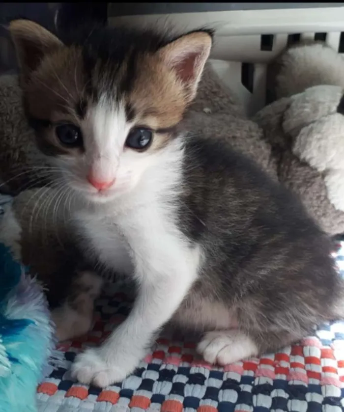 Gato ra a SRD idade Abaixo de 2 meses nome Zyn, Pérola, Pantera