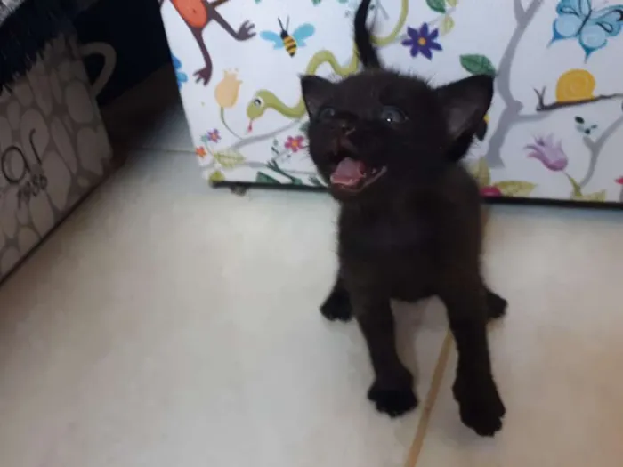 Gato ra a SRD idade Abaixo de 2 meses nome Zyn, Pérola, Pantera