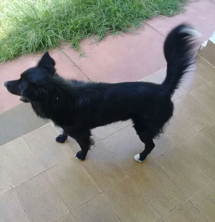 Cachorro ra a Bodercolie com vira-lata  idade 4 anos nome Black