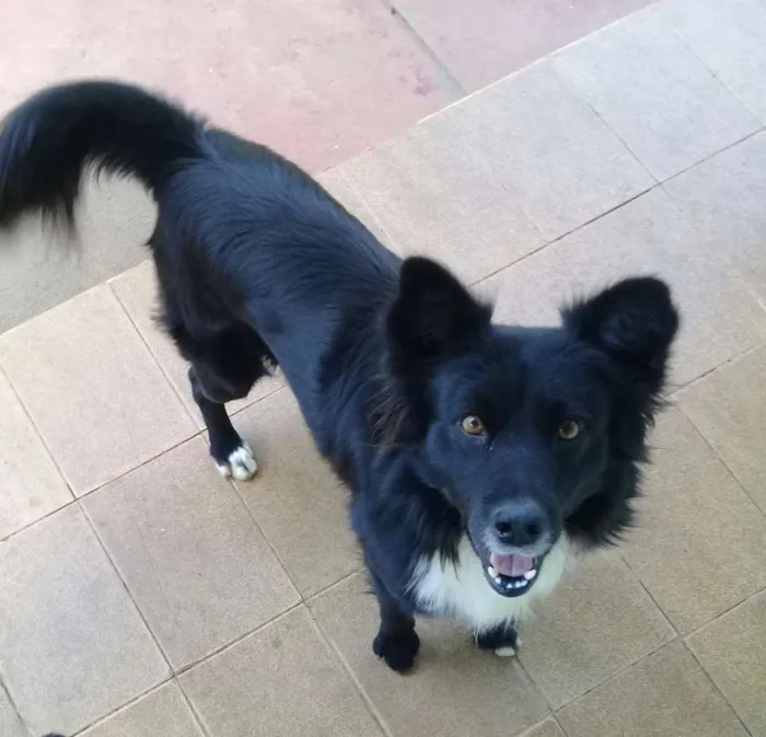 Cachorro ra a Bodercolie com vira-lata  idade 4 anos nome Black