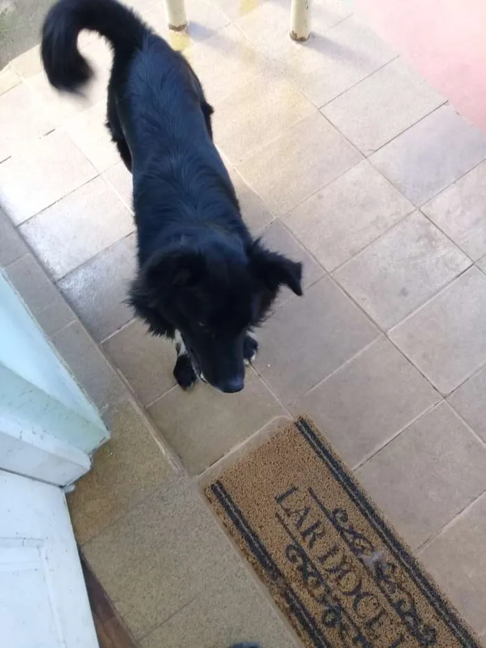 Cachorro ra a Bodercolie com vira-lata  idade 4 anos nome Black