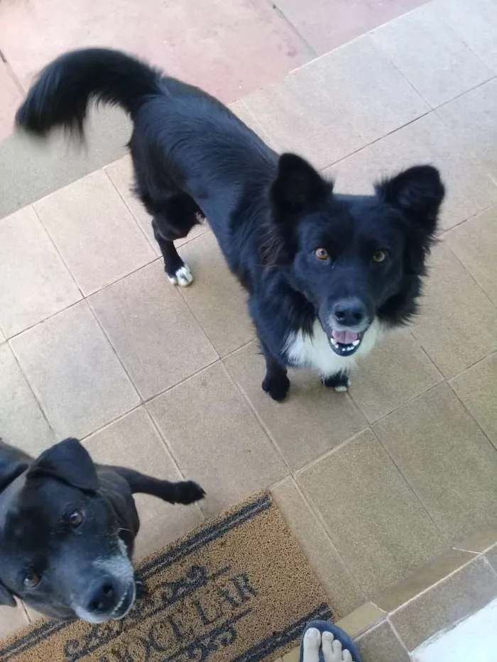 Cachorro ra a Bodercolie com vira-lata  idade 4 anos nome Black