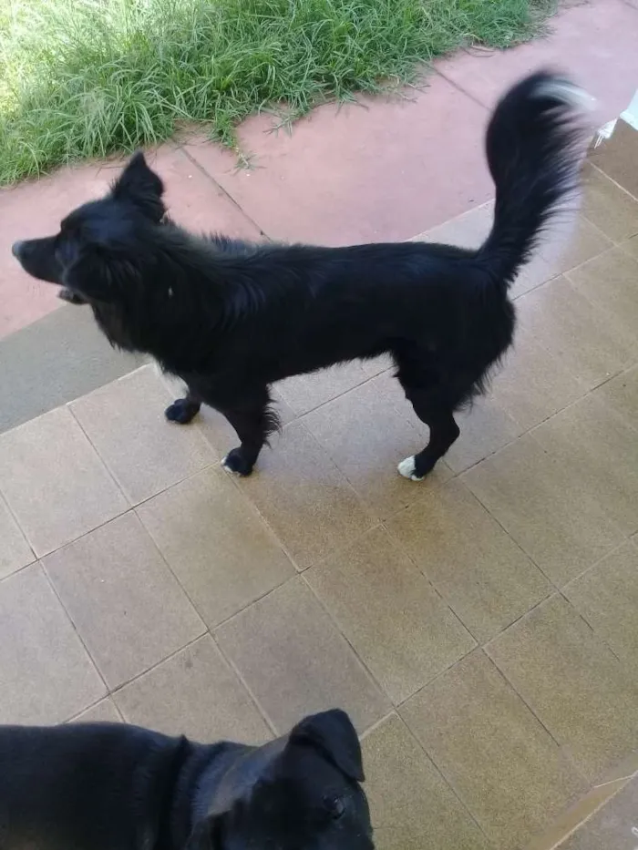 Cachorro ra a Bodercolie com vira-lata  idade 4 anos nome Black