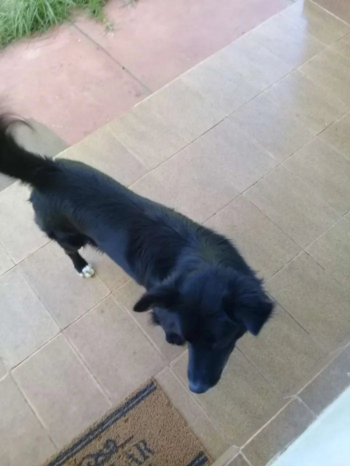 Cachorro ra a Bodercolie com vira-lata  idade 4 anos nome Black