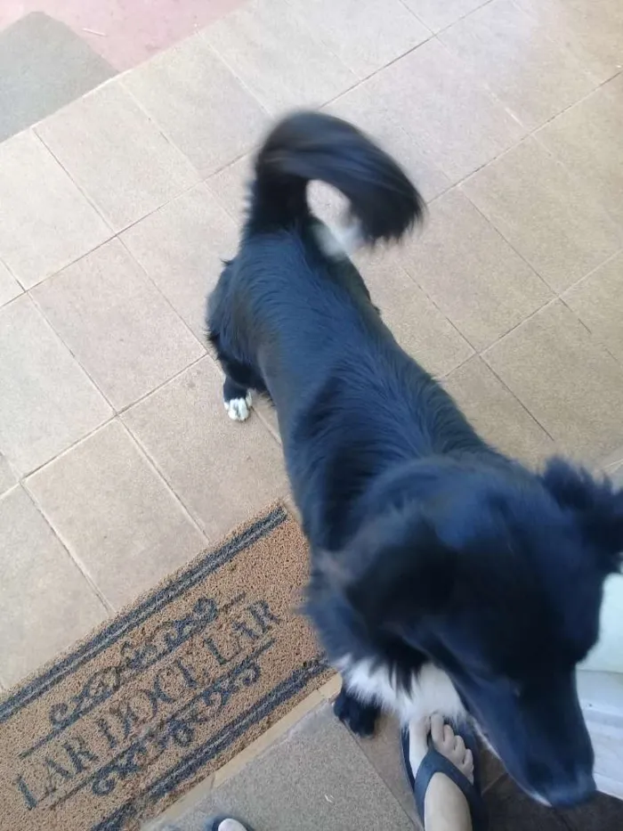Cachorro ra a Bodercolie com vira-lata  idade 4 anos nome Black