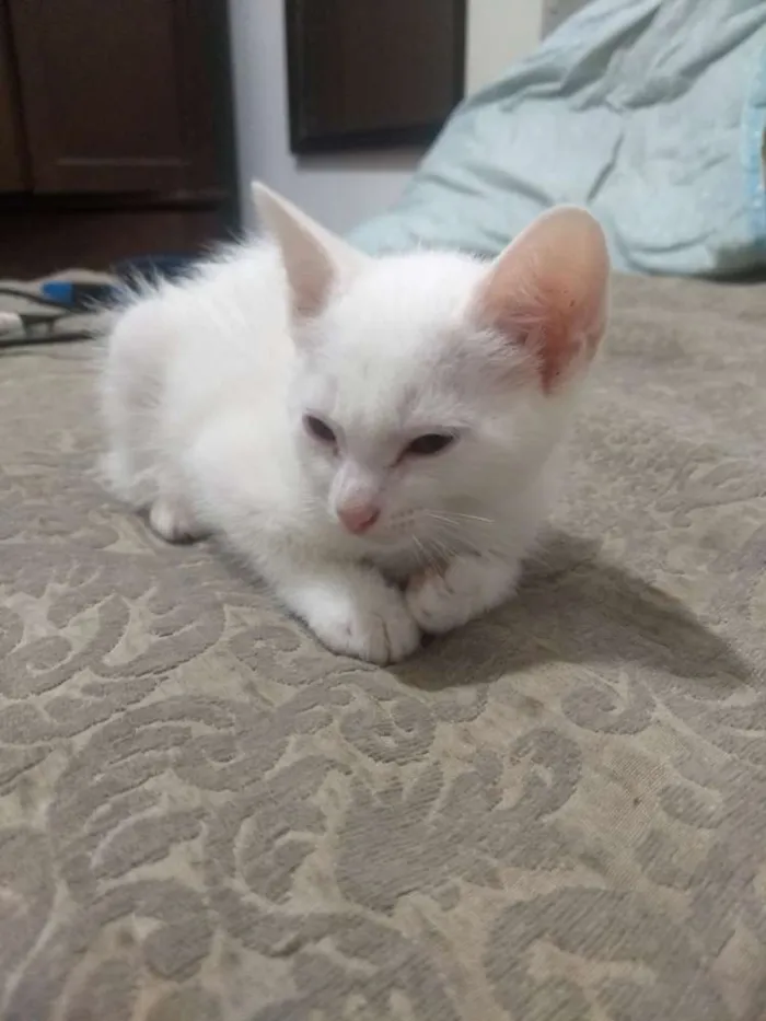 Gato raça Gato idade 2 a 6 meses nome Sem nome
