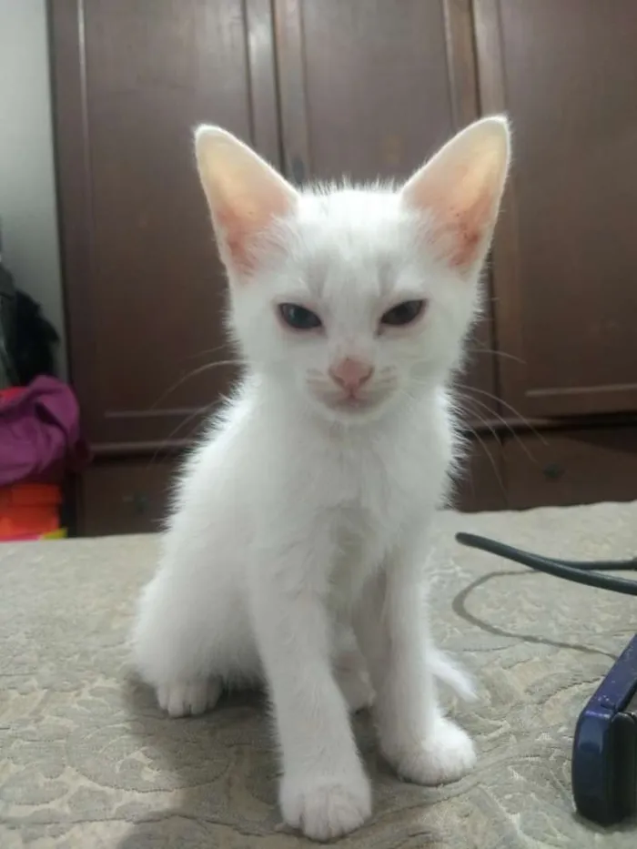 Gato raça Gato idade 2 a 6 meses nome Sem nome
