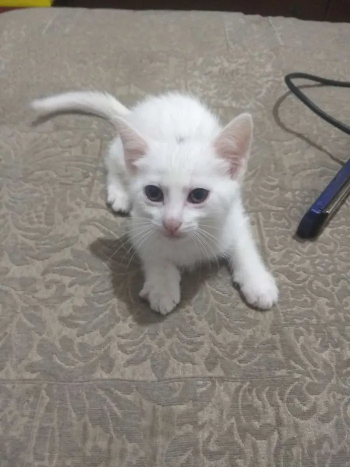 Gato raça Gato idade 2 a 6 meses nome Sem nome