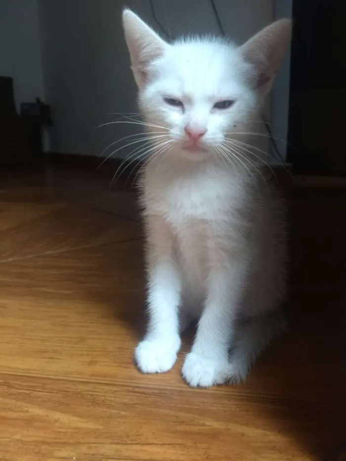 Gato raça Gato idade 2 a 6 meses nome Sem nome