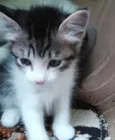 Misha bebê lindo