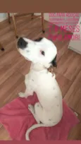 Polako