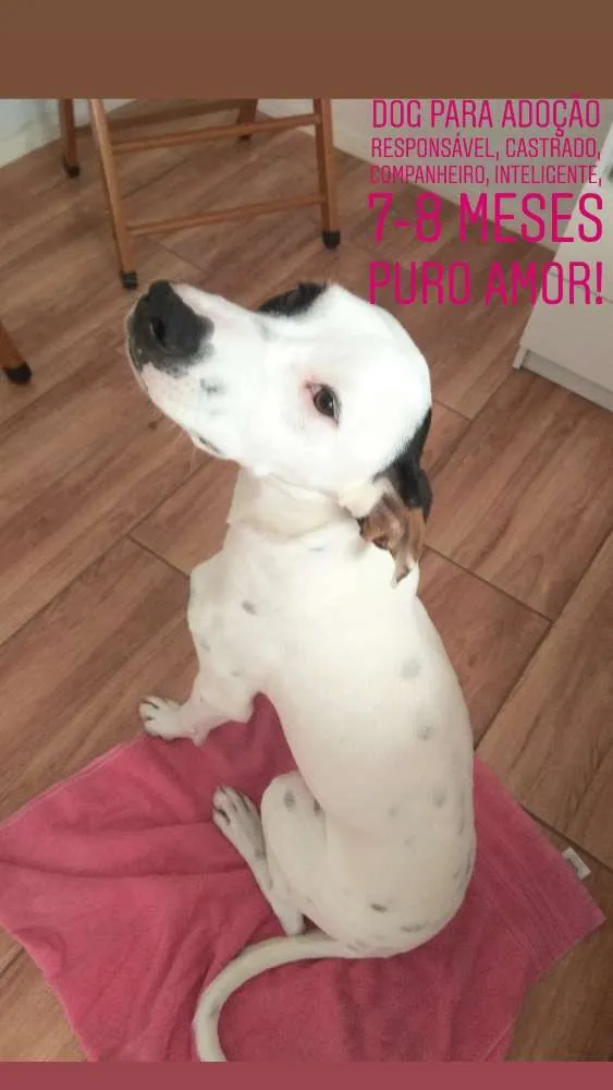 Cachorro ra a SRD idade 7 a 11 meses nome Polako