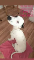 Polako