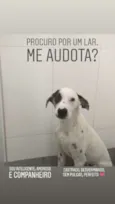 Polako