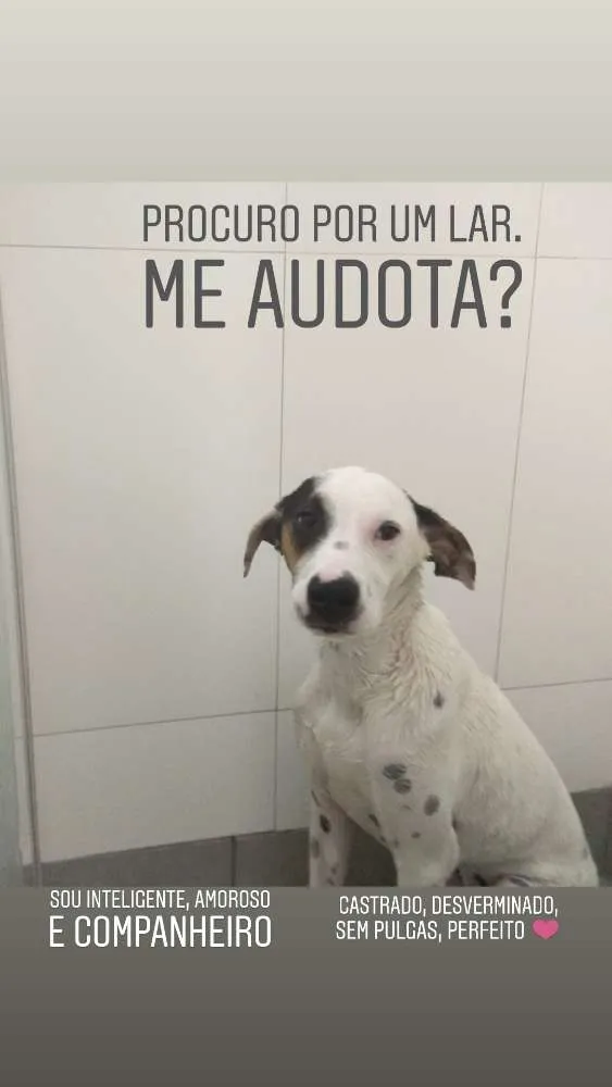 Cachorro ra a SRD idade 7 a 11 meses nome Polako