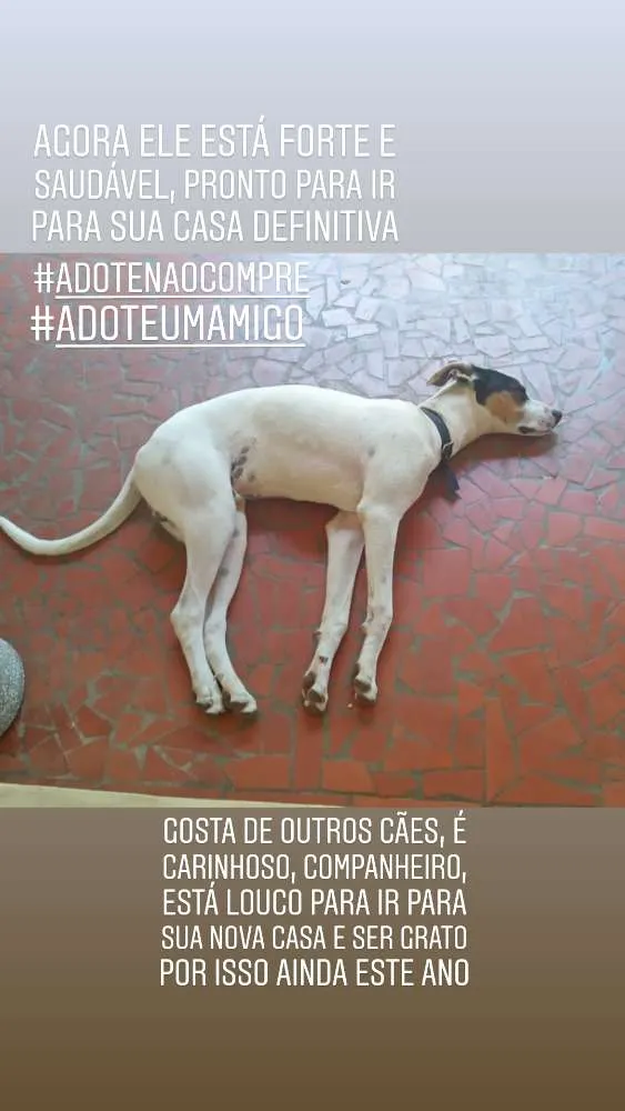 Cachorro ra a SRD idade 7 a 11 meses nome Polako