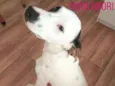 Polako