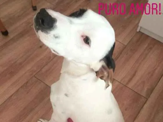 Cachorro ra a SRD idade 7 a 11 meses nome Polako