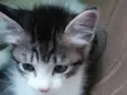 Misha bebê lindo