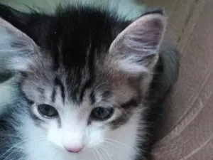 Gato raça Srd idade Abaixo de 2 meses nome Misha bebê lindo