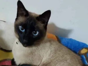 Gato raça Siames  idade 6 ou mais anos nome Ray e irmão para ado