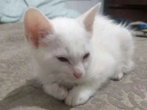 Gato raça Gato idade 2 a 6 meses nome Sem nome