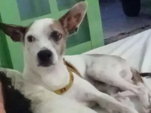 Cachorro raça SRD  idade 5 anos nome Toby