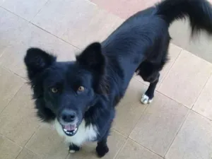 Cachorro raça Bodercolie com vira-lata  idade 4 anos nome Black