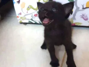Gato raça SRD idade Abaixo de 2 meses nome Zyn, Pérola, Pantera