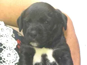 Cachorro raça Puldo idade 2 a 6 meses nome Malu 
