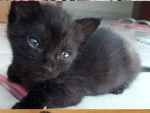 Gato raça SRD idade Abaixo de 2 meses nome Zyn, Pérola, Pantera