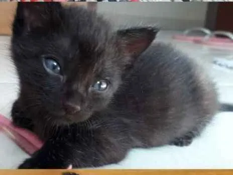 Gato ra a SRD idade Abaixo de 2 meses nome Zyn, Pérola, Pantera