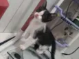 Não tem