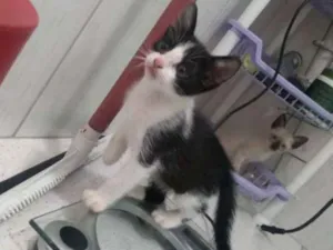 Gato raça Não especificado idade 2 a 6 meses nome Não tem