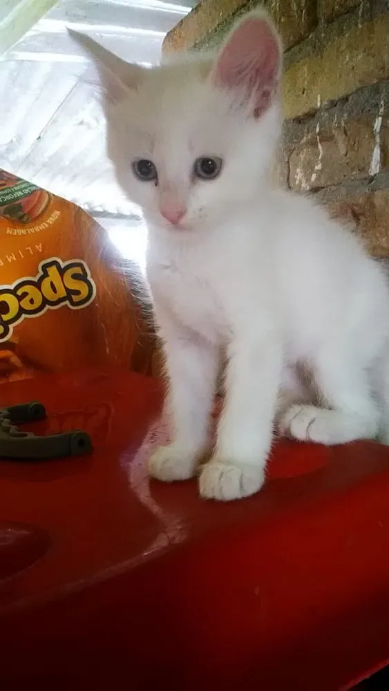 Gato ra a Srd idade 2 a 6 meses nome Miao bebê linda 