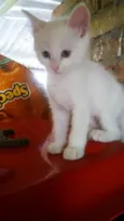 Miao bebê linda