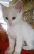 Miao bebê linda