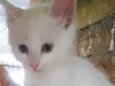 Miao bebê linda