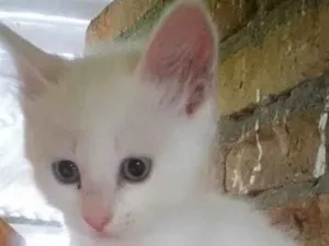 Gato raça Srd idade 2 a 6 meses nome Miao bebê linda 