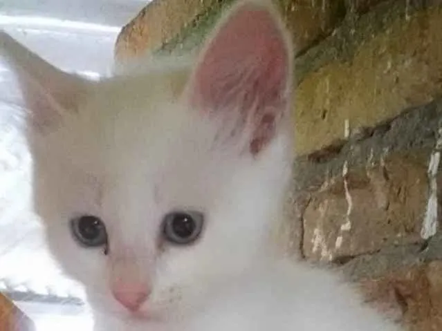 Gato ra a Srd idade 2 a 6 meses nome Miao bebê linda 