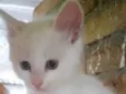 Miao bebê linda